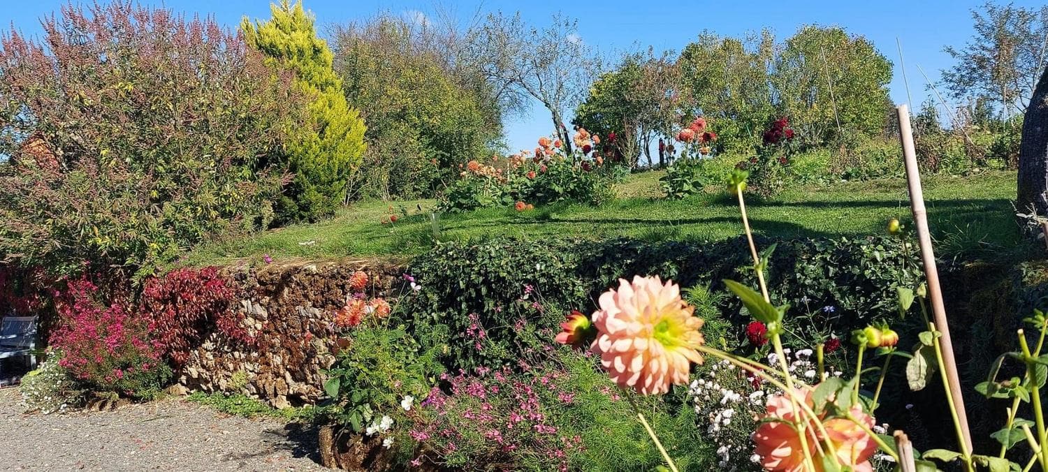 Jardin fleuri, dahlias en automne