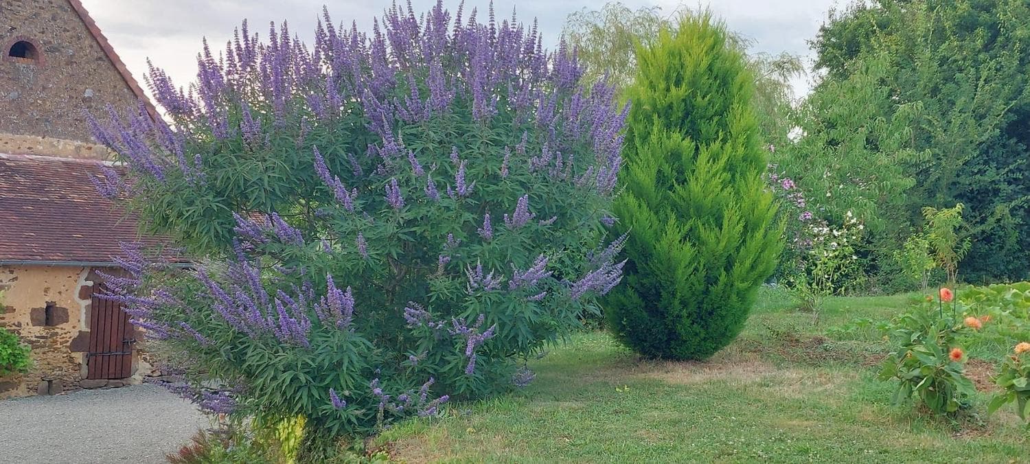 Jardin avec agapanthes et cyprès