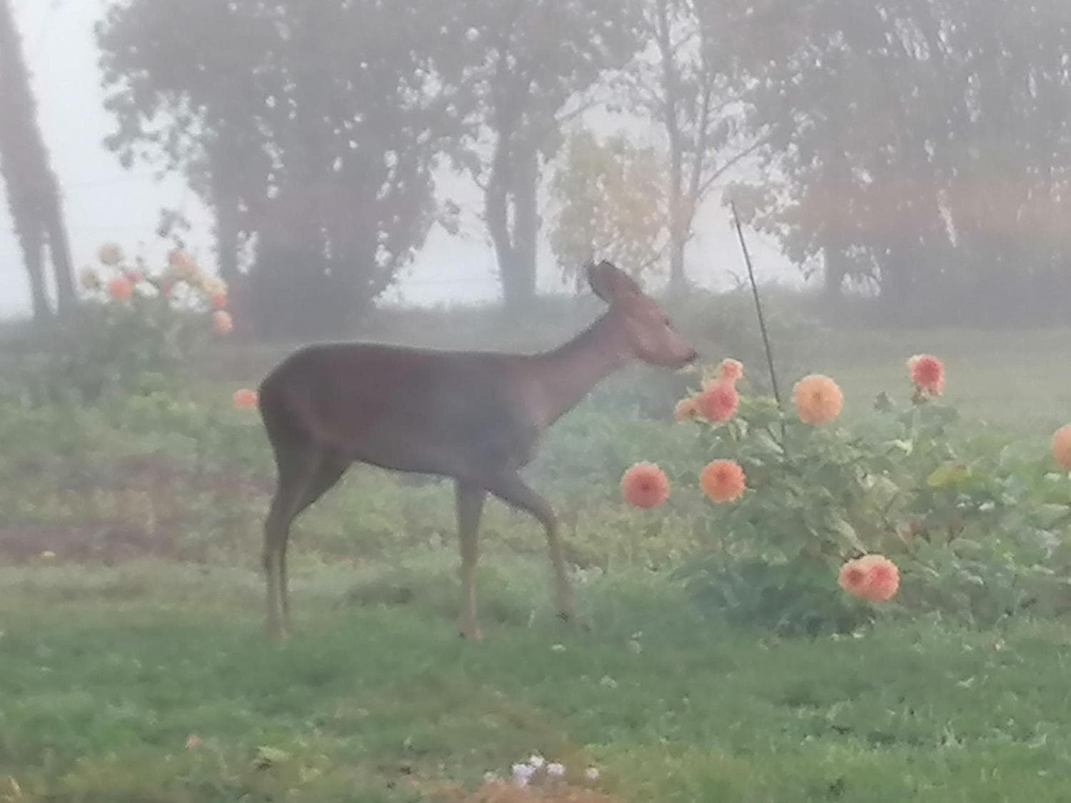 Chevreuil dans le jardin au petit matin brumeux