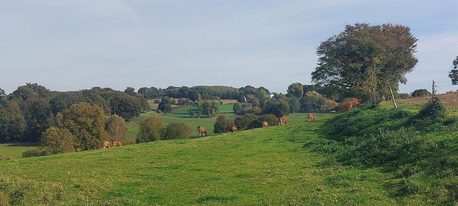 Vaches Highlands dans la campagne sarthoise